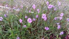 Ruellia simplex