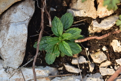 Sideritis romana