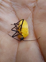 Rhyssocephala
