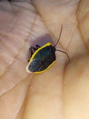Rhyssocephala