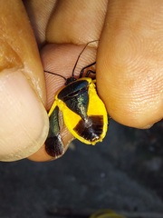 Rhyssocephala