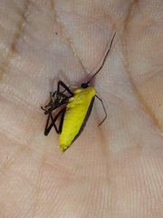 Rhyssocephala