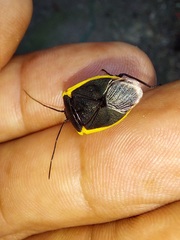 Rhyssocephala