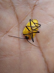 Rhyssocephala