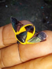 Rhyssocephala
