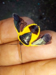 Rhyssocephala