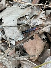 Chlorion hemipyrrhum