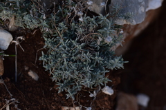 Teucrium capitatum capitatum
