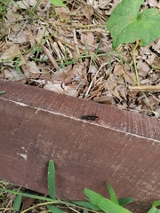 Chlorion hemipyrrhum