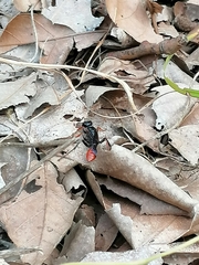 Chlorion hemipyrrhum