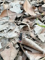 Chlorion hemipyrrhum