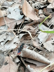 Chlorion hemipyrrhum