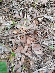 Chlorion hemipyrrhum