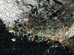 Trifolium dedeckerae