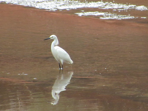 Snowy Egret photographed in Oklahoma