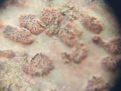 Bathelium carolinianum