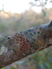 Bathelium carolinianum