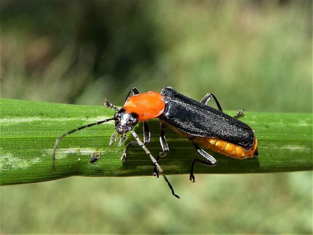 Tricolor Soldier Beetle from Springdale NSW 2666, Australia on February