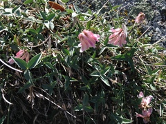 Trifolium dedeckerae