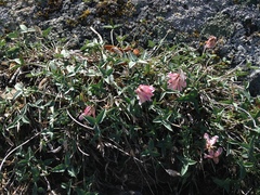 Trifolium dedeckerae