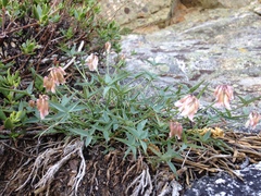 Trifolium dedeckerae