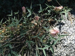 Trifolium dedeckerae