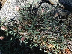 Trifolium dedeckerae