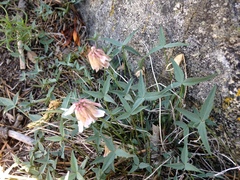 Trifolium dedeckerae