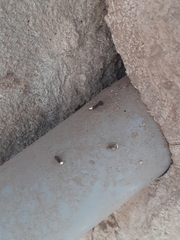 Phyllodactylus reissii