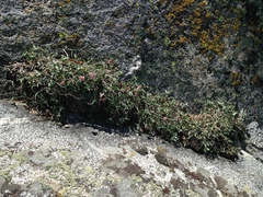 Trifolium dedeckerae