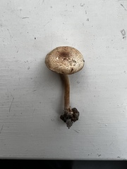 Lepiota thiersii