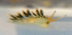 Diaphoreolis flavovulta