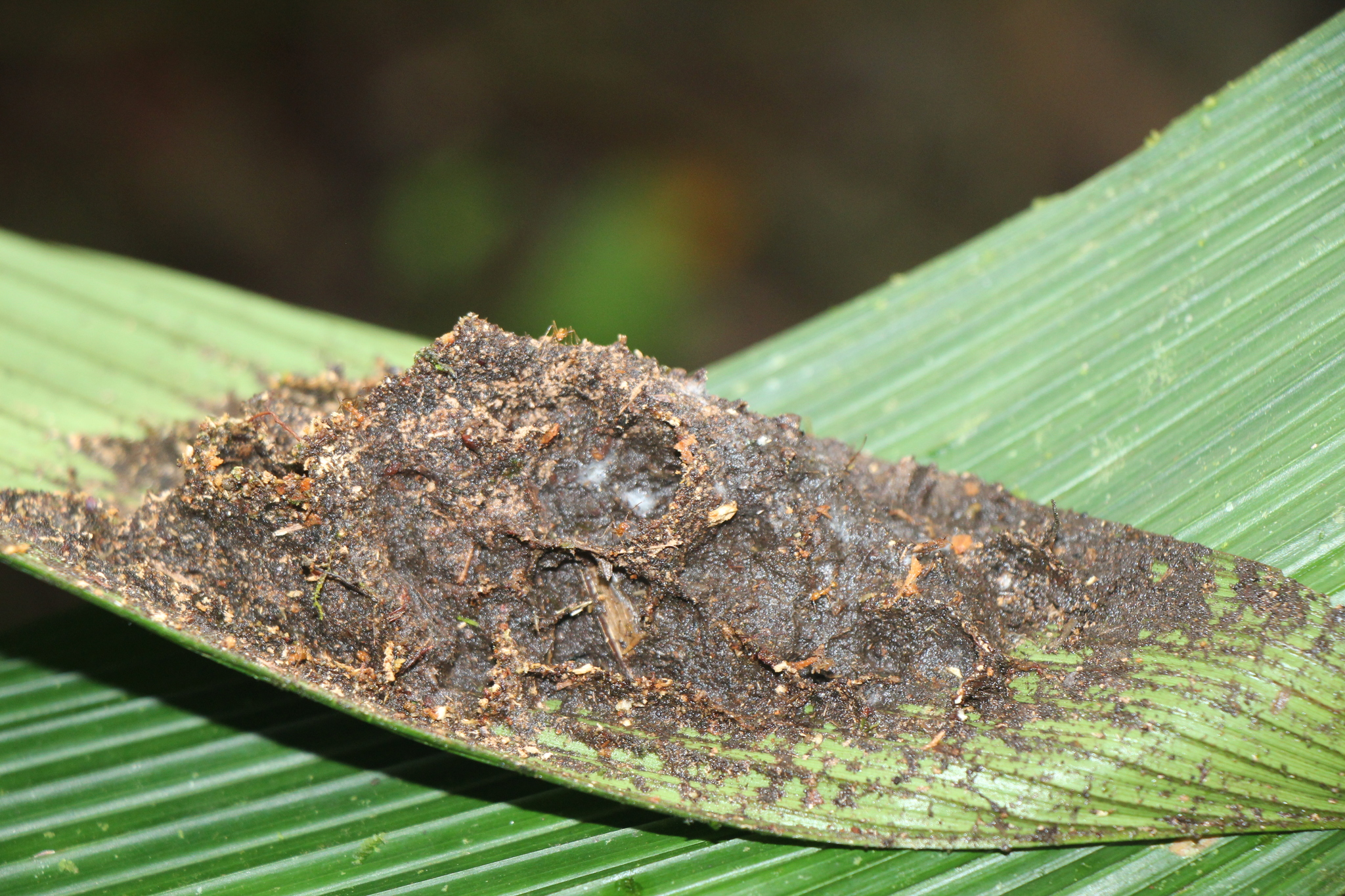 Pheidole fiorii