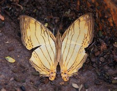 Cyrestis lutea