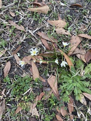 Nothoscordum bivalve