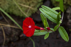 Ipomoea cavalcantei