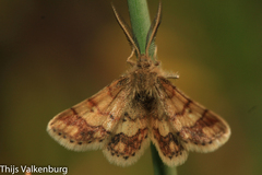 Cleta ramosaria