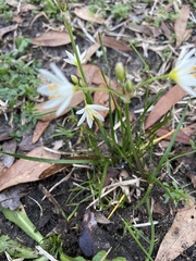 Nothoscordum bivalve