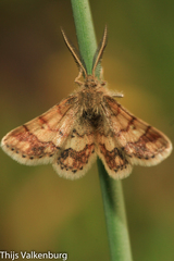 Cleta ramosaria