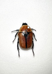 Diaphonia xanthopyga