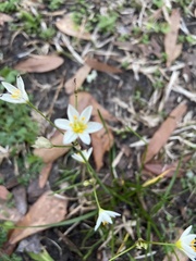 Nothoscordum bivalve