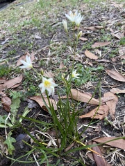 Nothoscordum bivalve