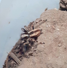 Menemerus bivittatus