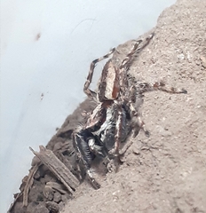 Menemerus bivittatus