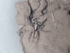 Menemerus bivittatus