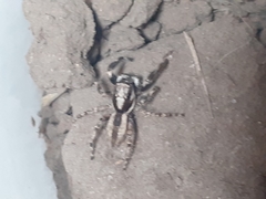 Menemerus bivittatus