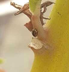 Scymnobius galapagoensis