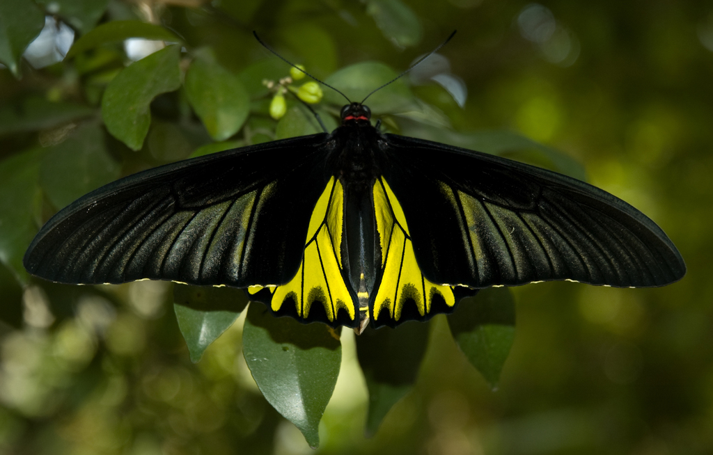 キシタアゲハ (Troides aeacus) · iNaturalist
