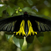 Golden Birdwing - Photo (c) Steve, some rights reserved (CC BY-SA)