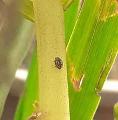 Scymnobius galapagoensis